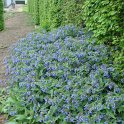 Symphytum caucasicum en bord de haie